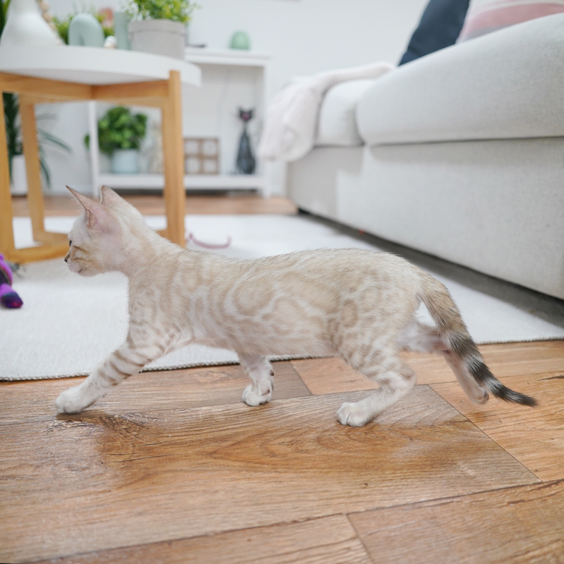 Seal Mink Bengal Kitten