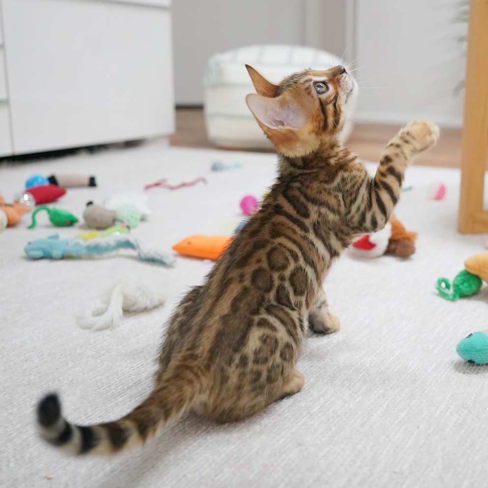 Brown Bengal Kitten