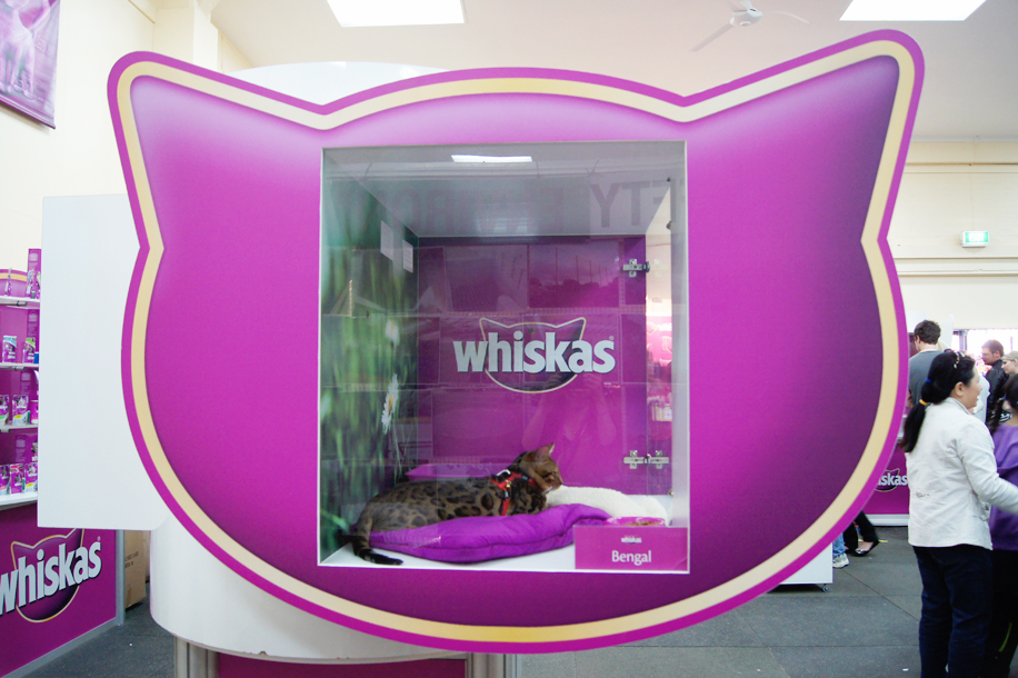 Whiskas Cat Show Display | Bengal Cat