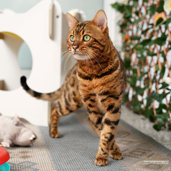 Ashmiyah Bengal Cats