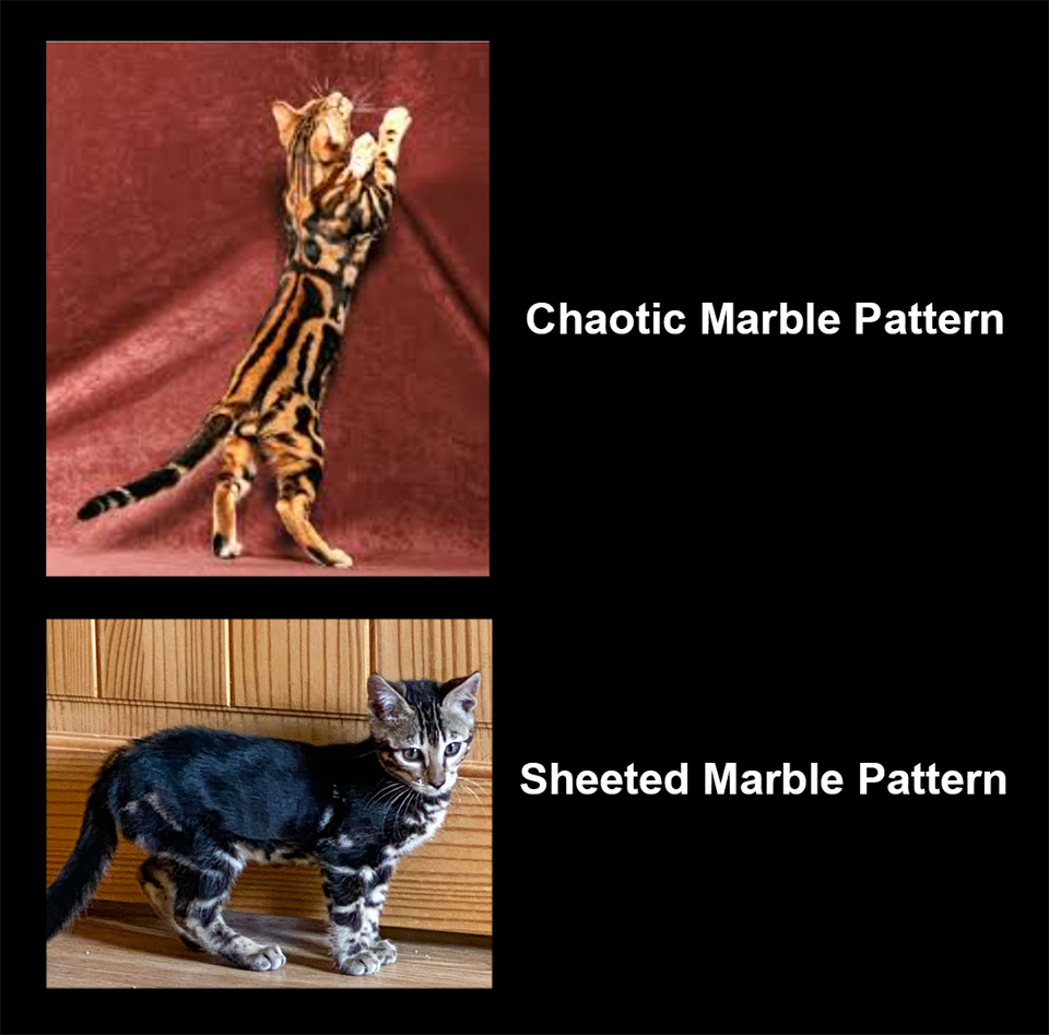 Marble Pattern of the Bengal Cat