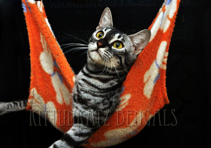 Charcoal Bengal Cat | Russicats Polar Day