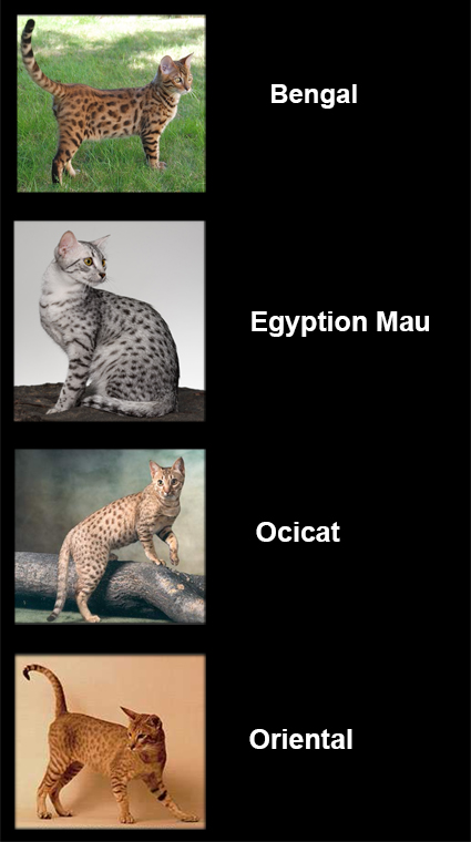 Coat Patterns of Spotted Domestic Cats