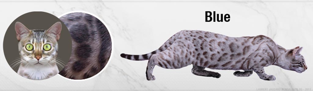 The Blue Bengal Cat Coat Colour