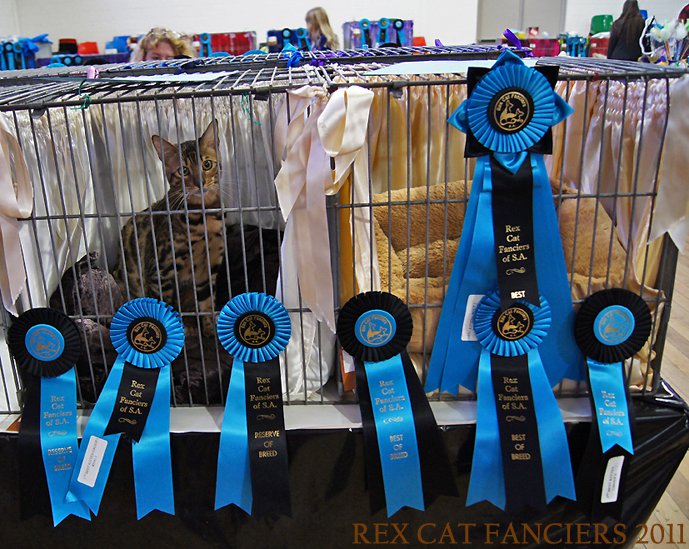 Ashmiyah Show Cats