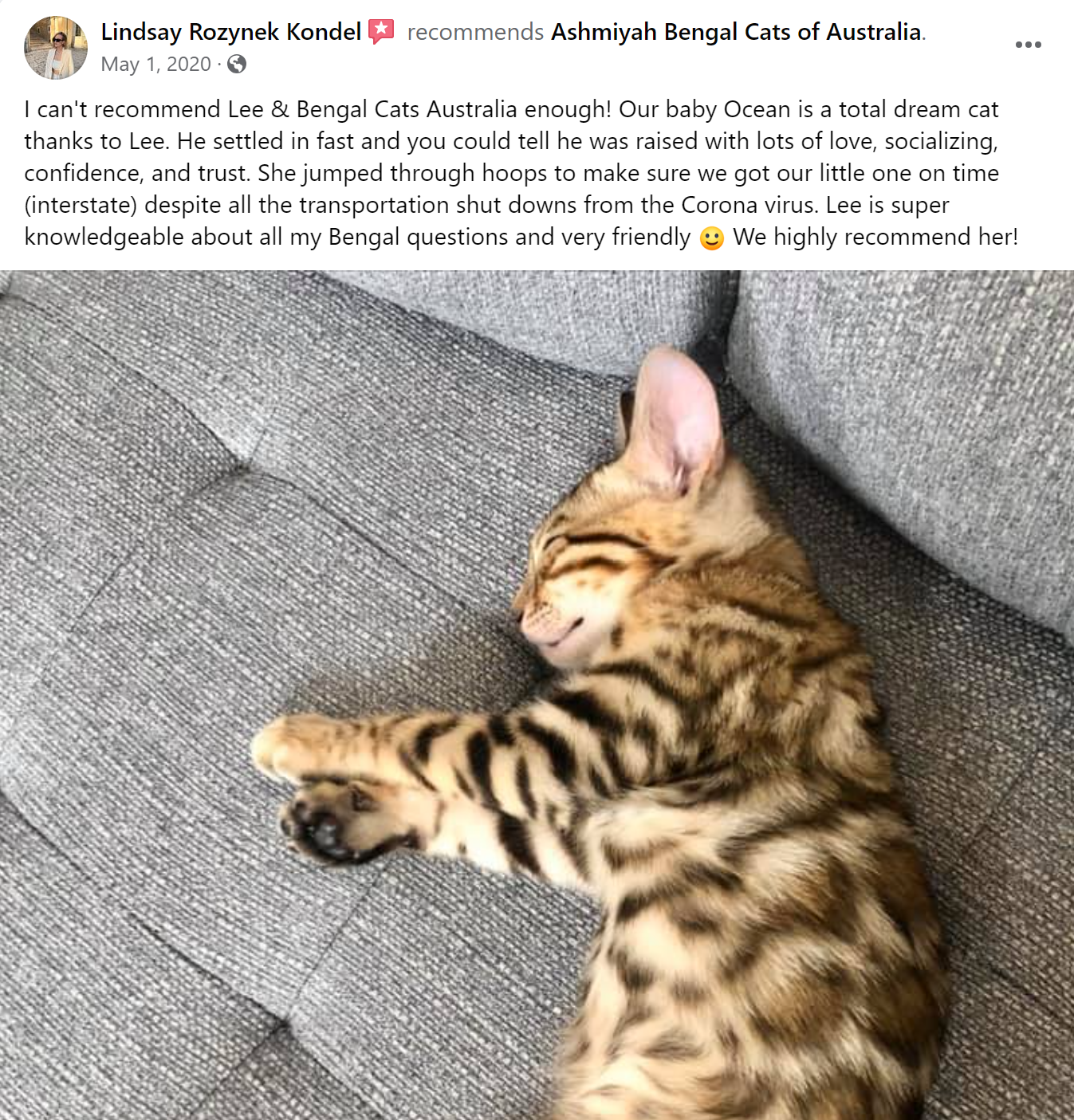 Bengal Kitten Review