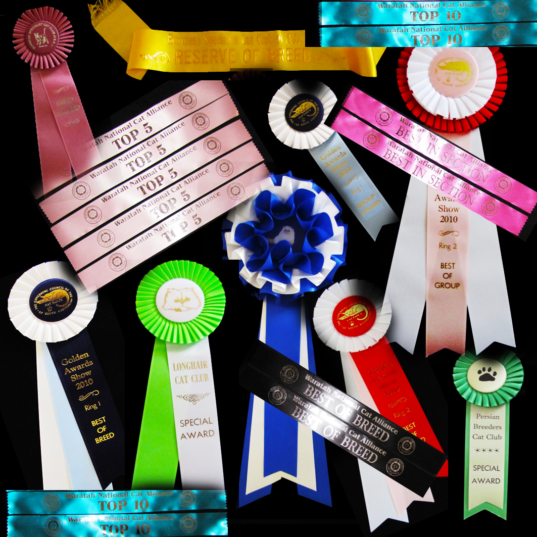 Ashmiyah Bengal Cats Show awards - Zaya