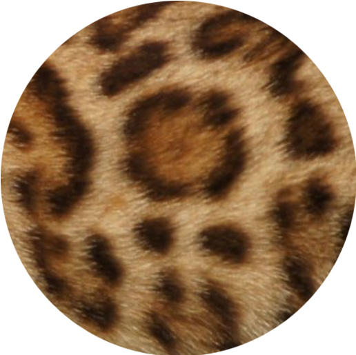 Rosetted Bengal Cat Pattern