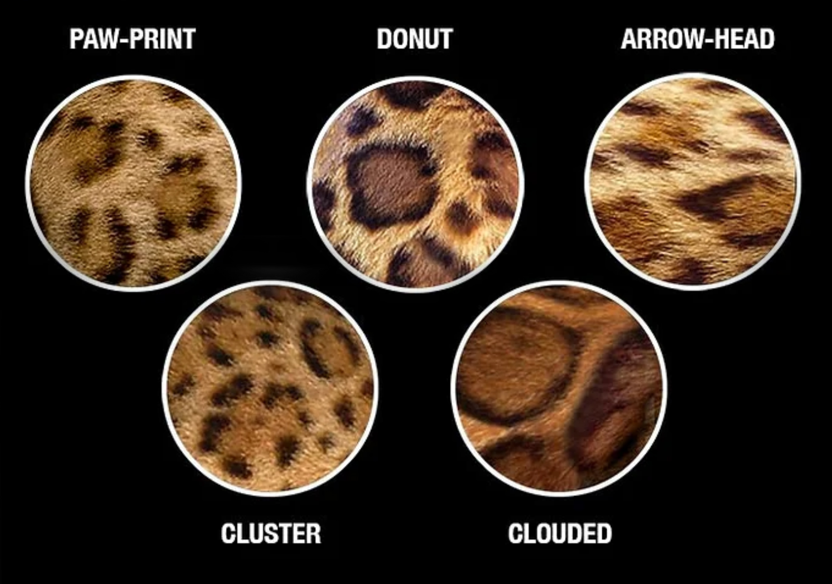 5 Types of Rosetting on Bengal Cats