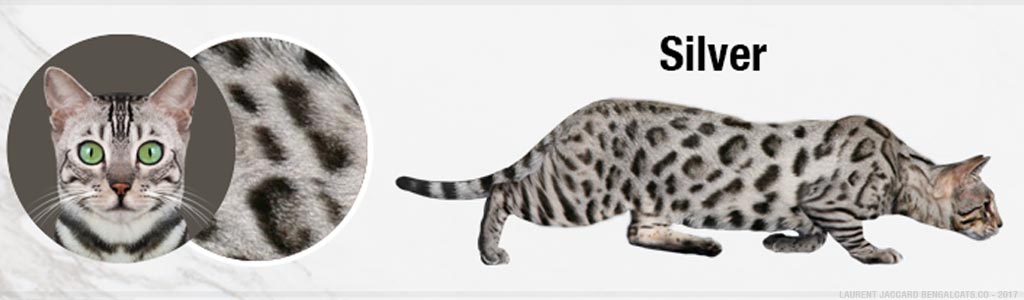 Silver Bengal Cat Coat Colour