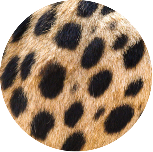 Spotted Bengal Cat Pattern