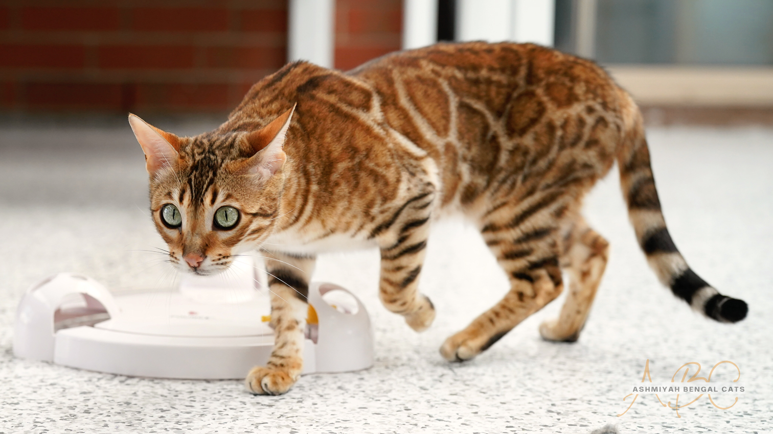 Ashmiyah Bengal Cat