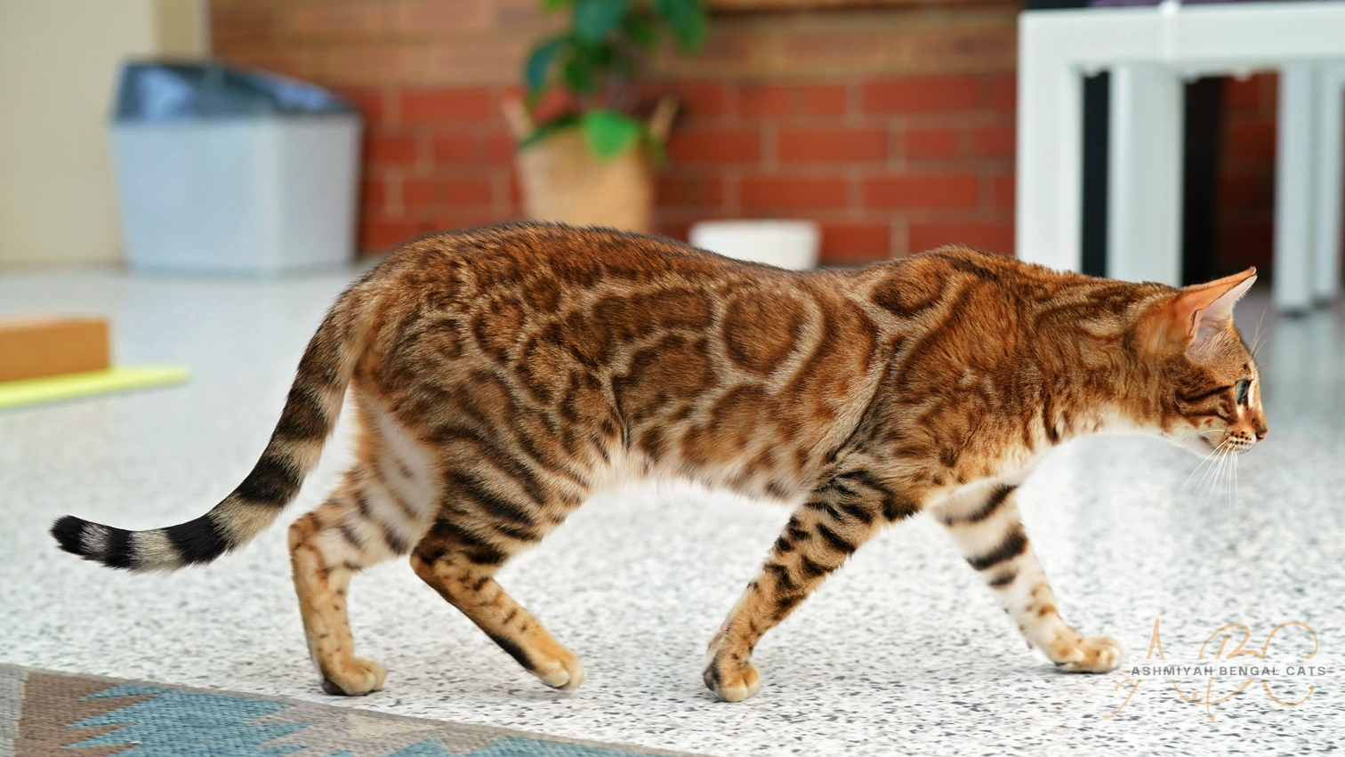 Ashmiyah Bengal Cat