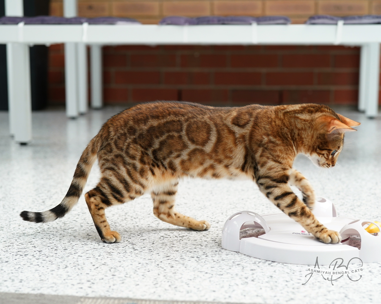 Ashmiyah Bengal Cat