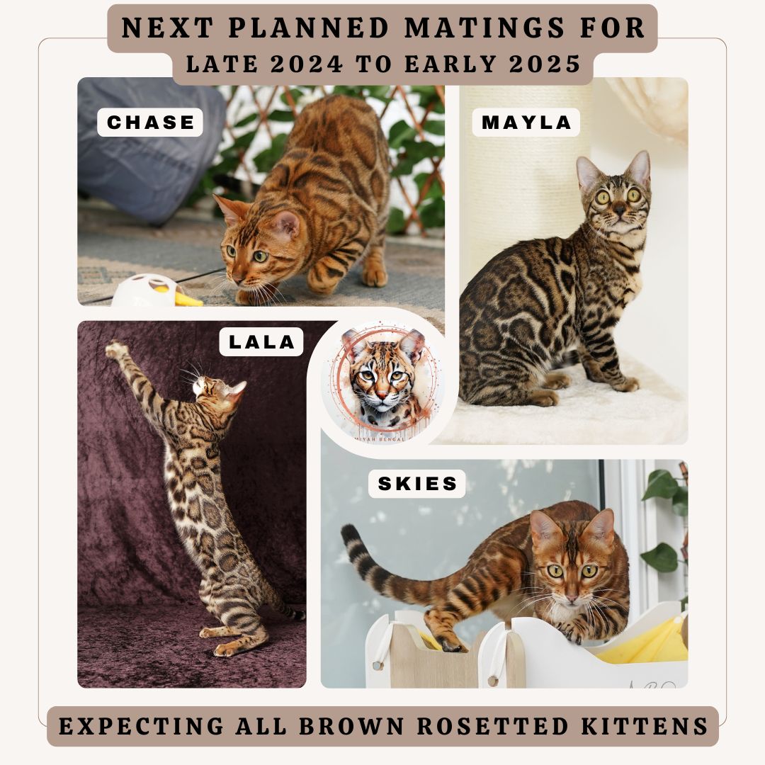 2024 Bengal Kittens For Sale Adelaide, South Australia