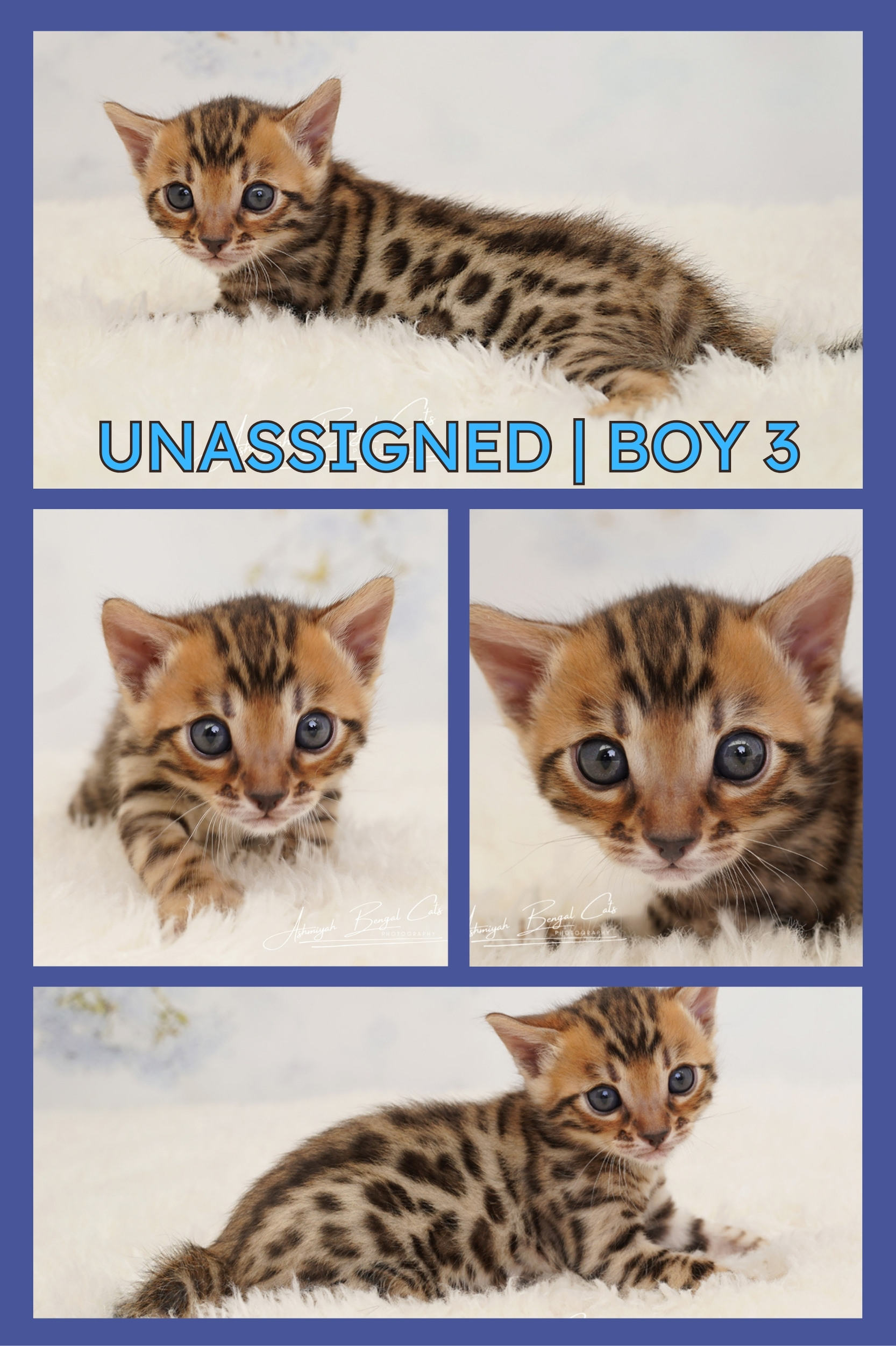 Bengal Kitten For Sale - Australia