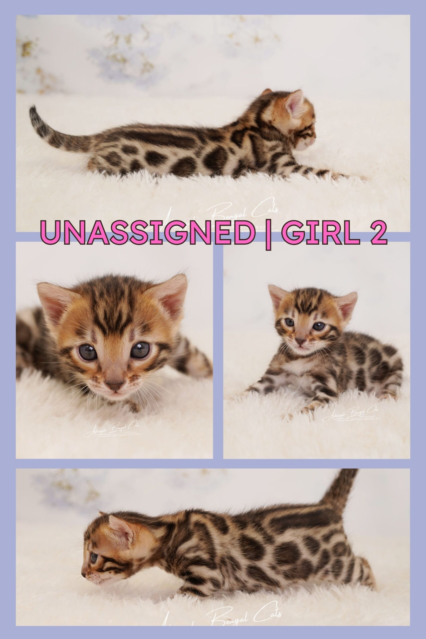 Bengal Kitten For Sale - Australia