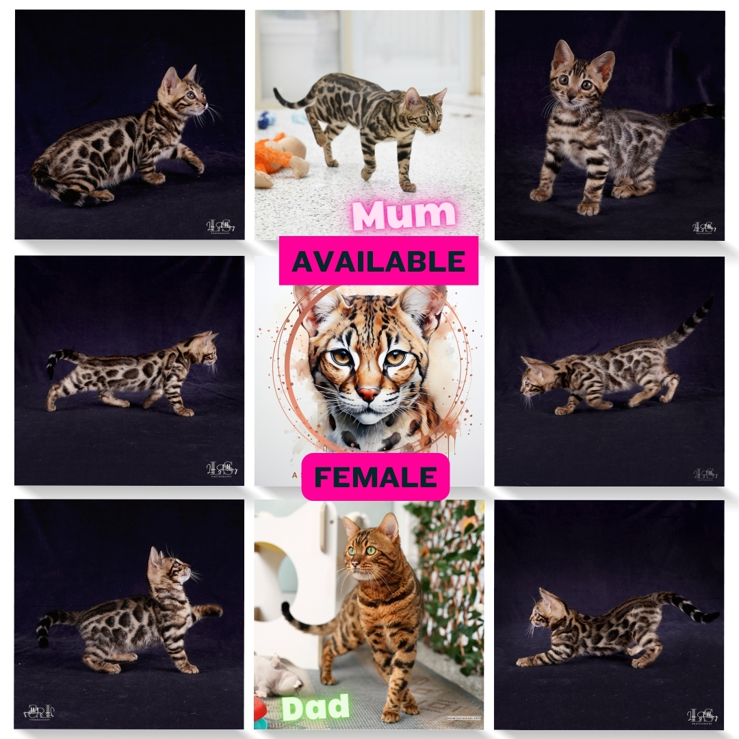 Bengal Kitten For Sale - Australia