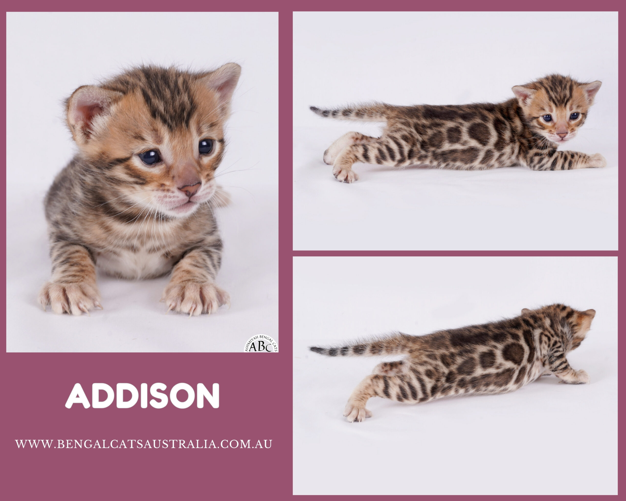 Bengal kitten For sale