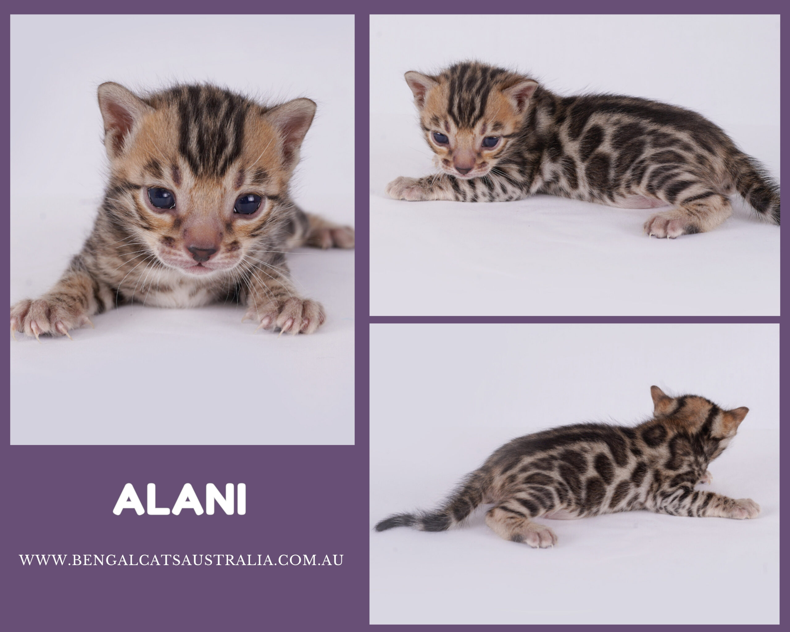 Bengal kitten For sale