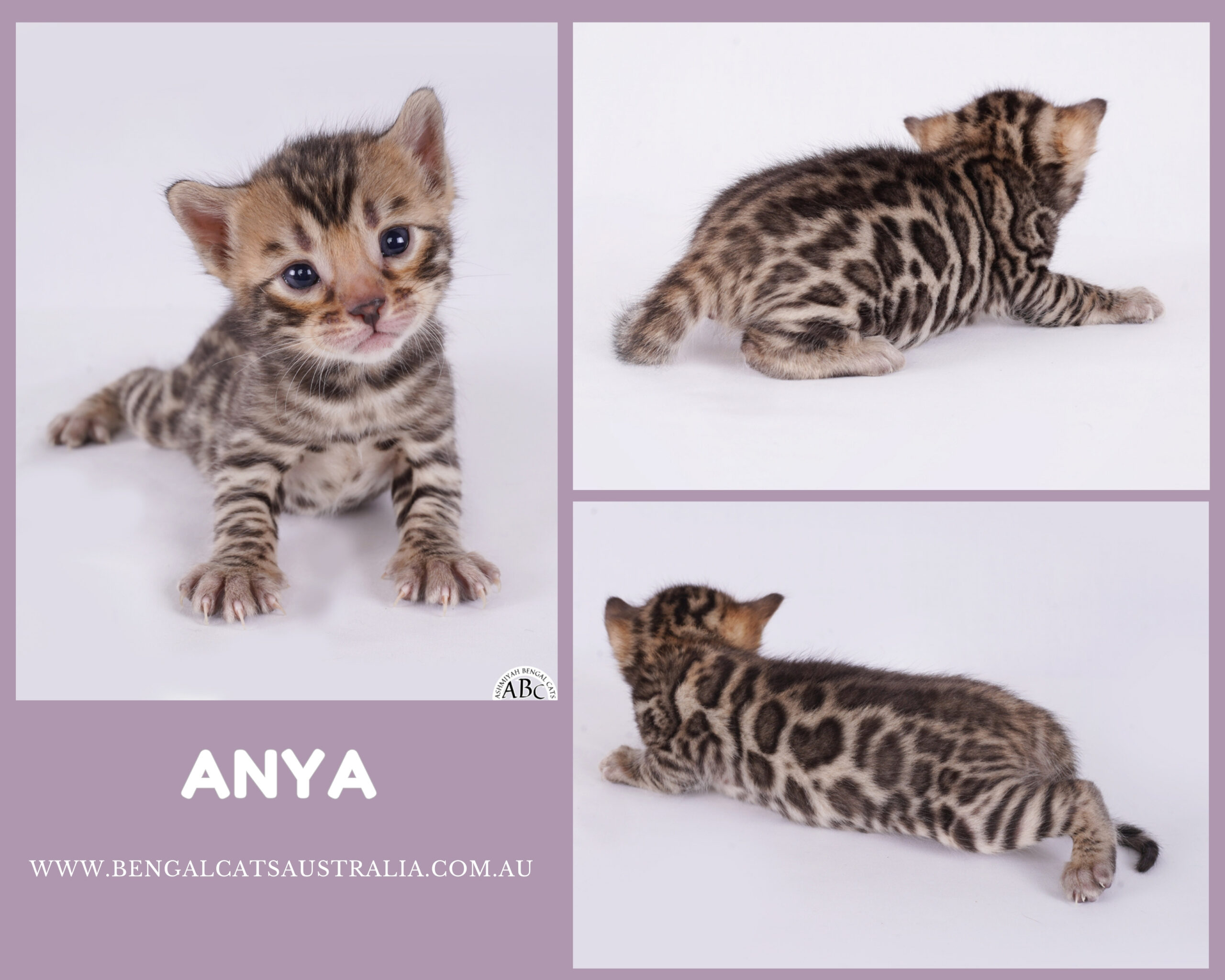 Bengal kitten For sale