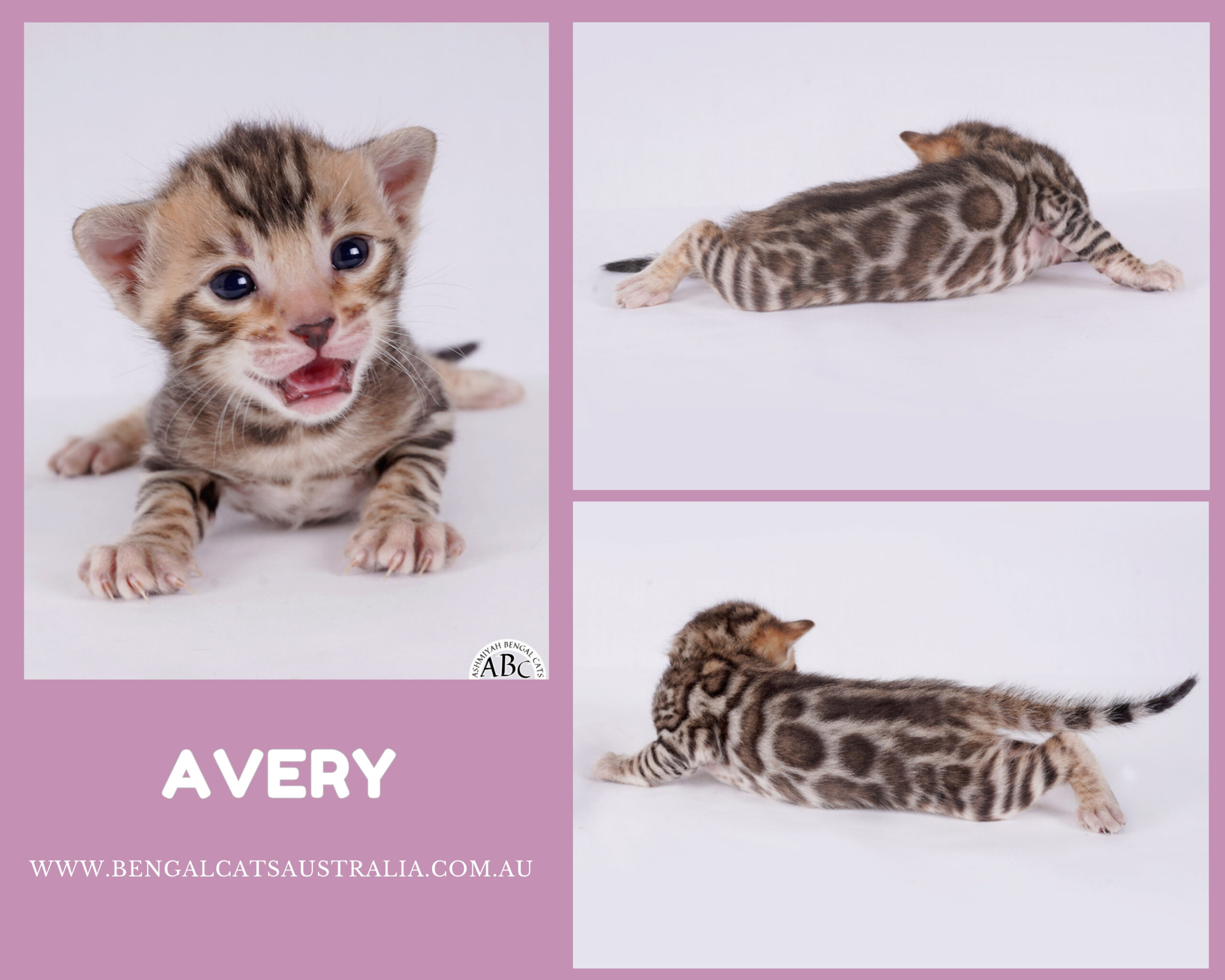 Bengal kitten For sale