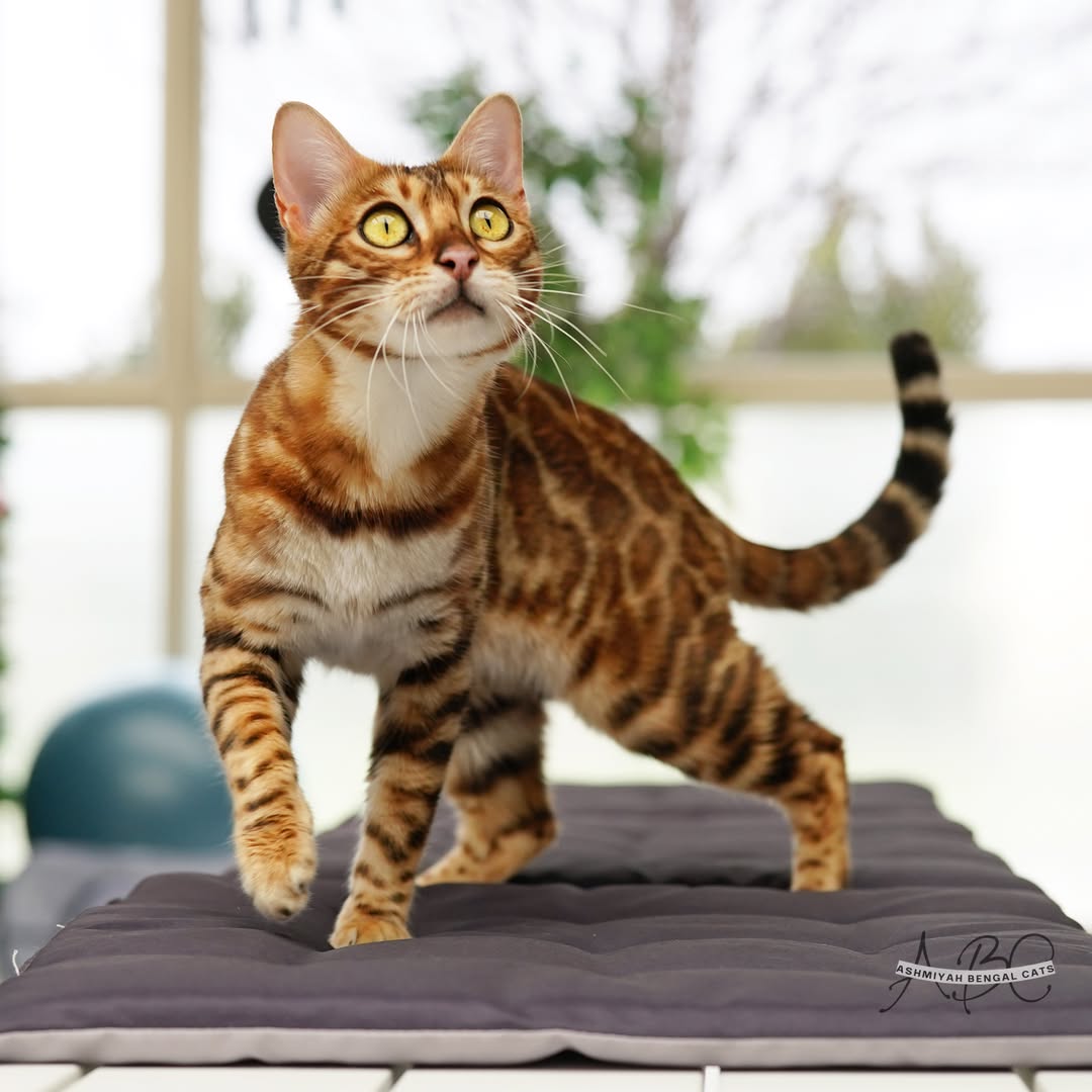 Bengal Cat - Countershading Pattern