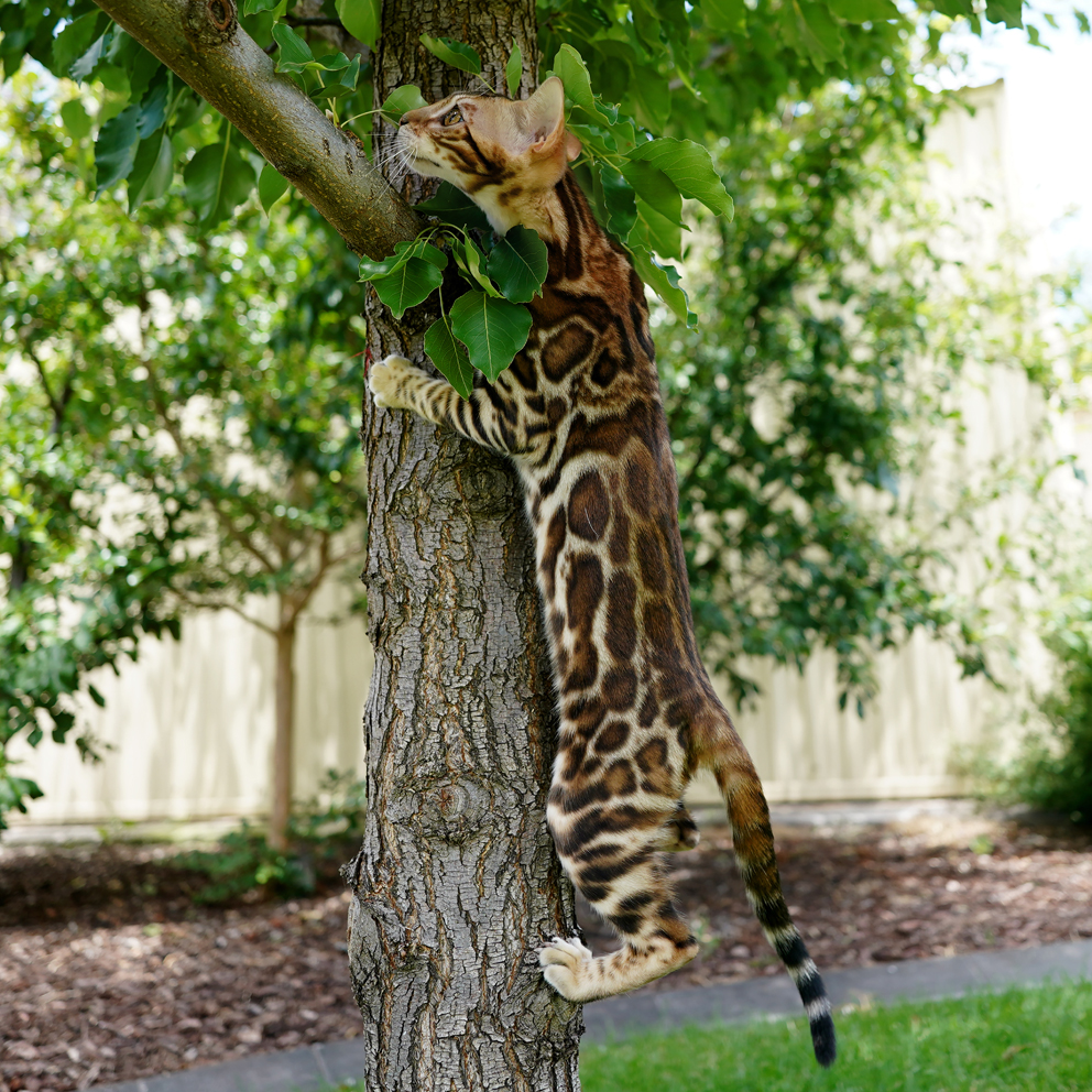 Rare Hot Red Bengal Cat - Australia Bengal Cat - Warm Red Colour - Countershading Pattern