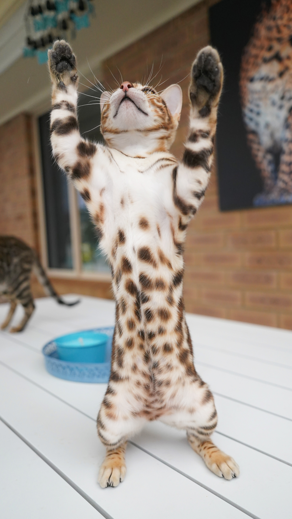 Bengal Cat Countershaded Underside - Whited Tummy
