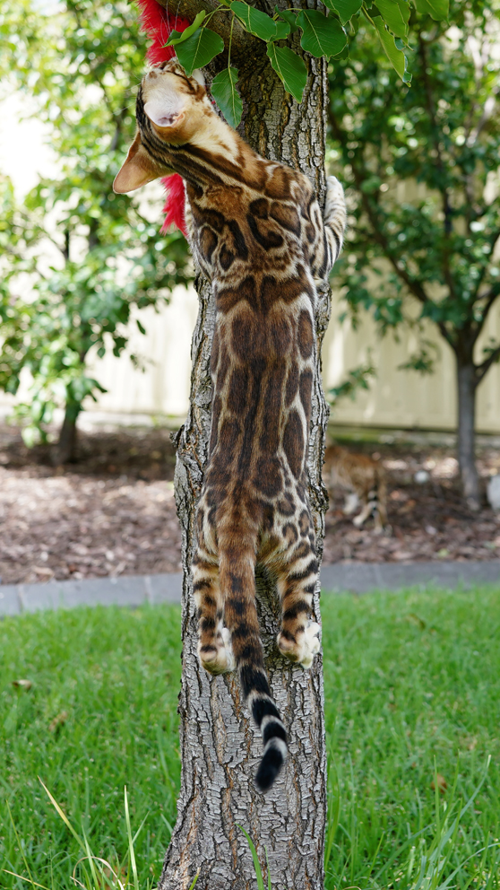 Bengal Cat - Asian Leopard Cat Pattern