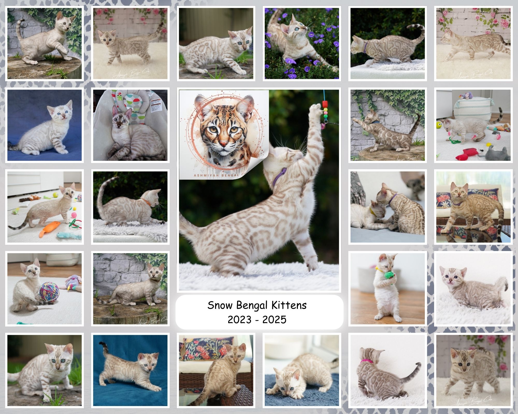 Quality Snow Rosetted Bengal Kittens - Lynx & Mink Quality Snow Rosetted Bengal Kittens - Lynx & Mink