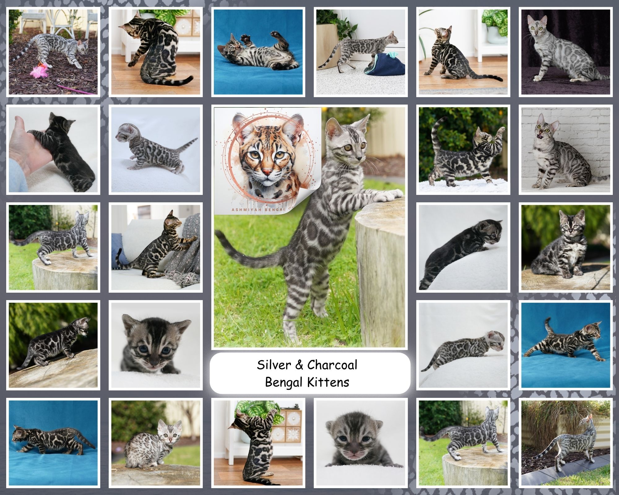 Quality Silver & Charcoal Bengal Kittens Quality Silver & Charcoal Bengal Kittens