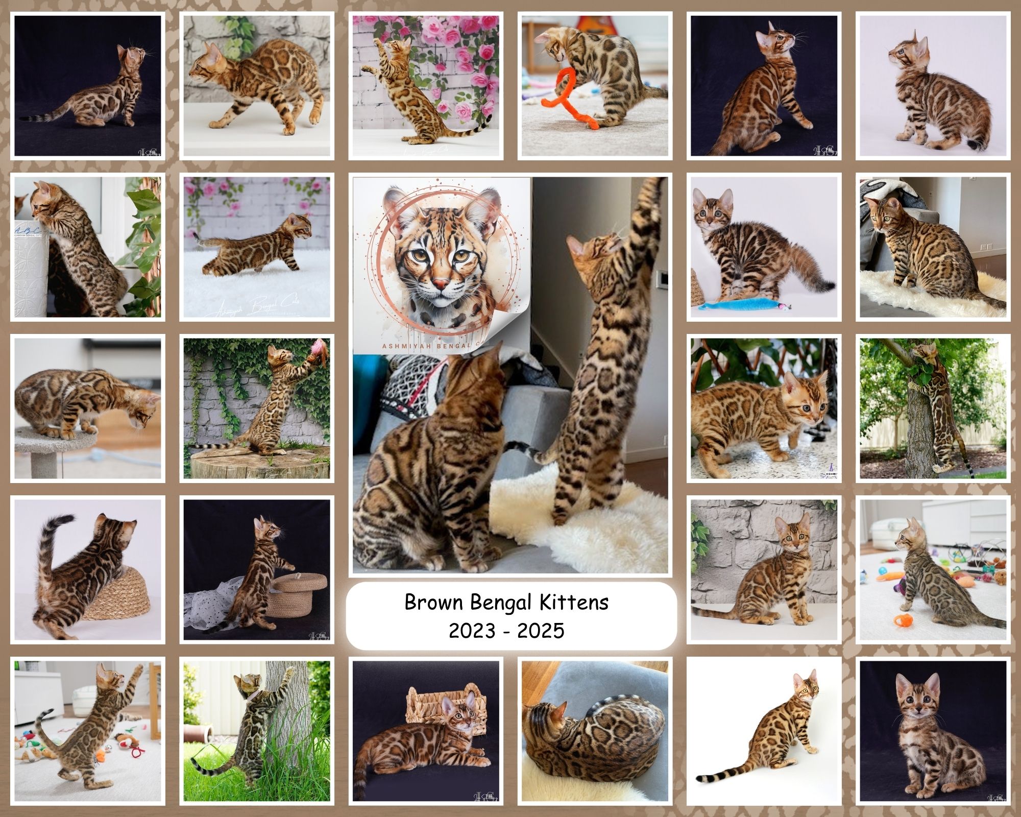 Quality Brown Rosetted Bengal Kittens Quality Brown Rosetted Bengal Kittens