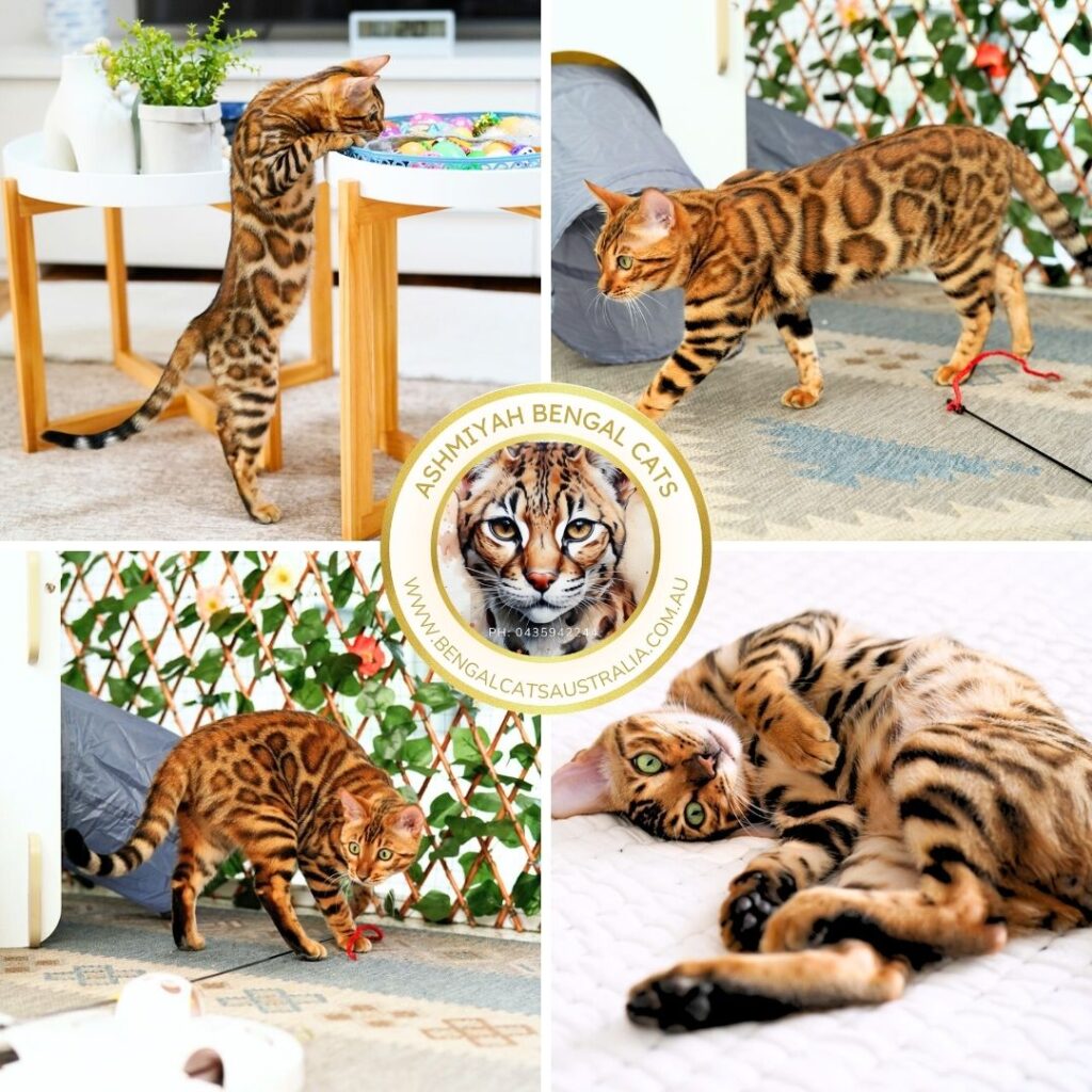 Brown Bengal Stud Cat