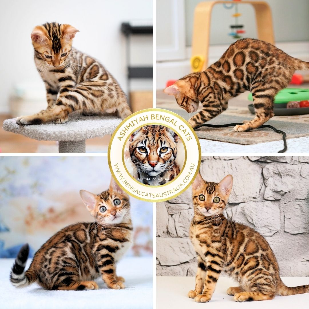 Brown Bengal Kittens of Ashmiyah Bengal Cats Brown Bengal Kittens of Ashmiyah Bengal Cats
