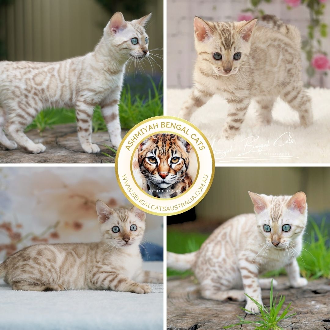 Seal Lynx Point Bengal Kittens Seal Lynx Point Bengal Kittens