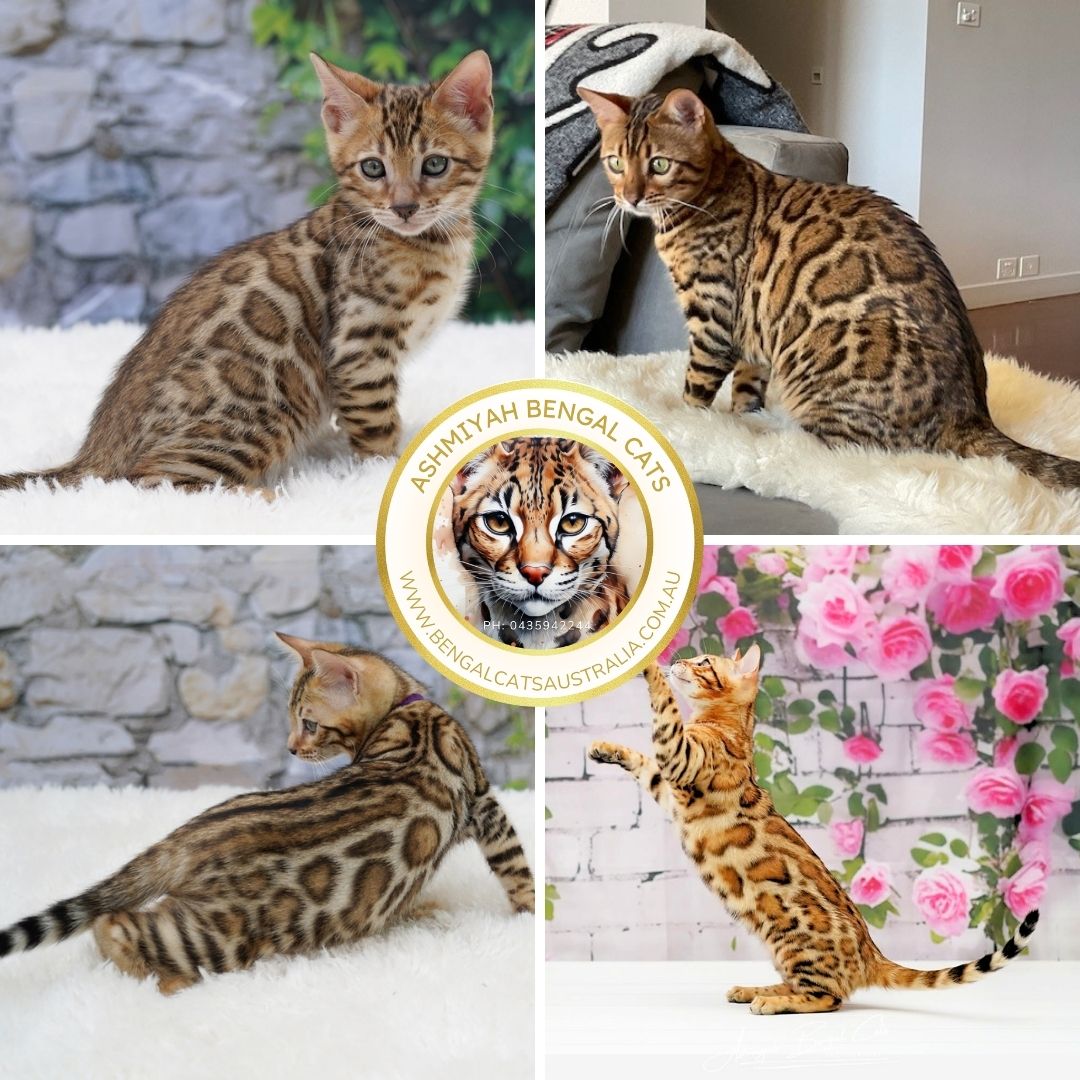 Phoenix Brown Bengal Kittens Phoenix Brown Bengal Kittens