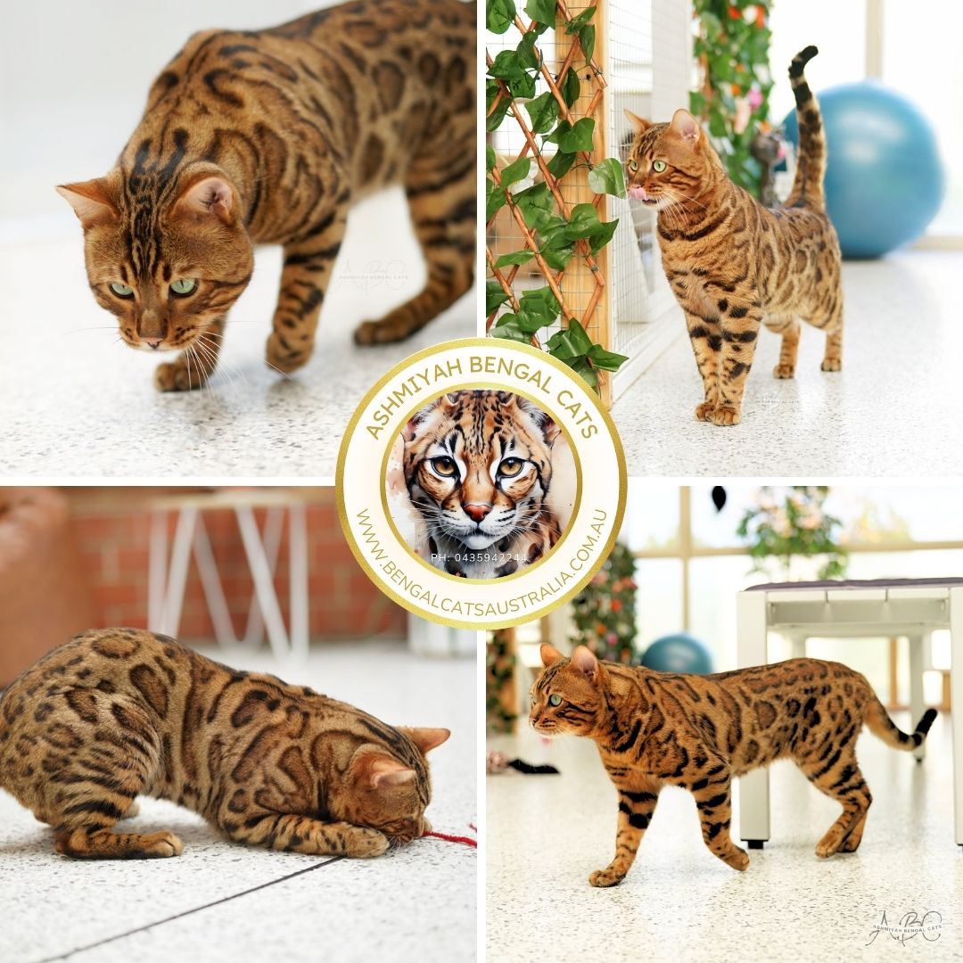 Best Bengals Phoenix