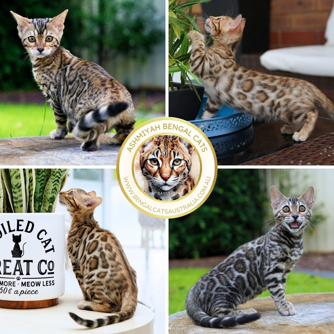 Brown Spotted Bengal Kittens Brown Bengal Kittens of Ashmiyah Bengal Cats
