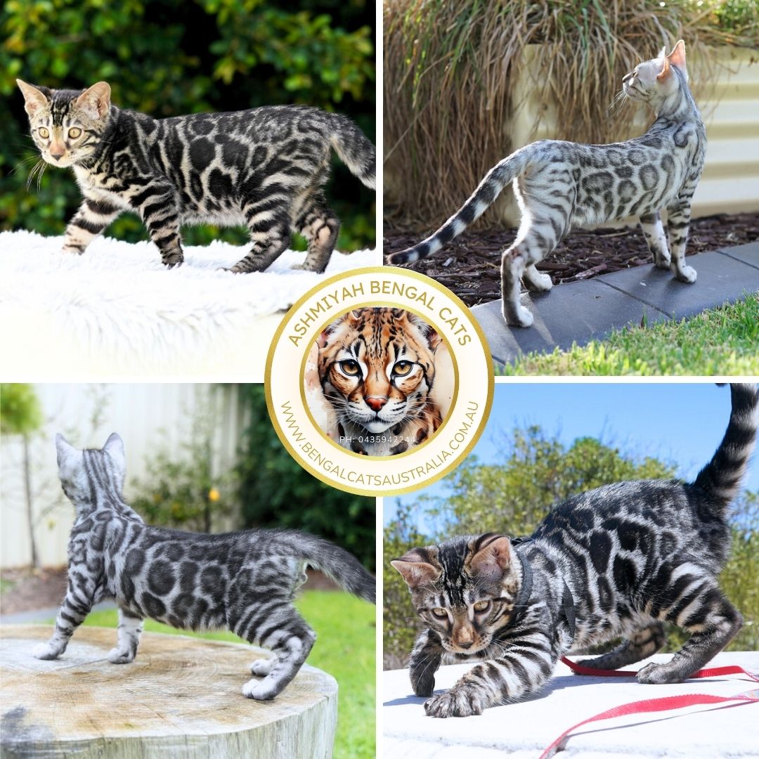 Silver & Charcoal Bengal kittens Silver & Charcoal Bengal kittens