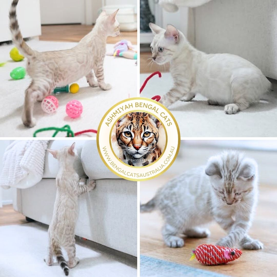 Snow Bengal Kittens Snow Bengal Kittens