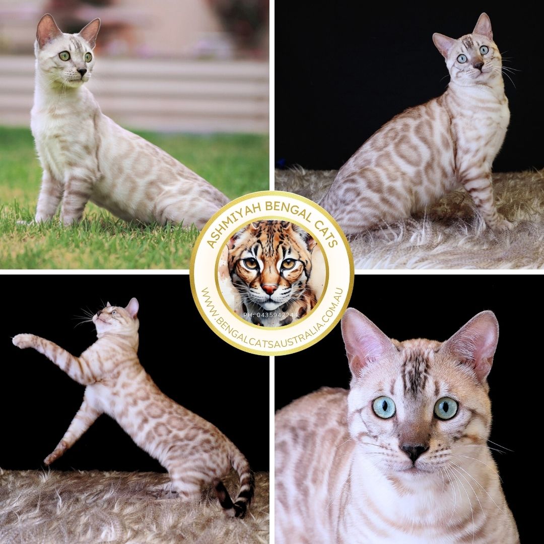 Sancheita Sakari Spirit - Snow Bengal Stud Sancheita Sakari Spirit - Snow Bengal Stud