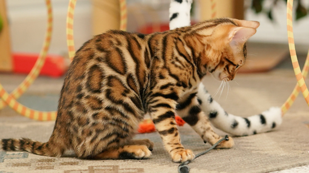 Brown Bengal Kitten Adelaide