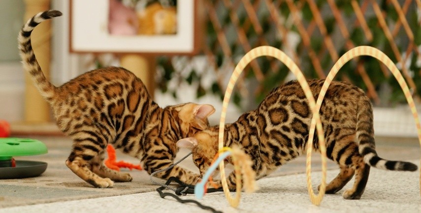 Bengal Kittens Australia