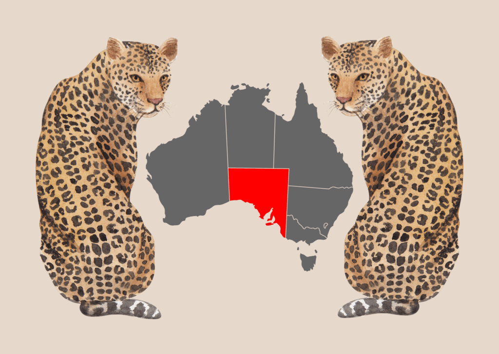 Ashmiyah Bengal Cats Location