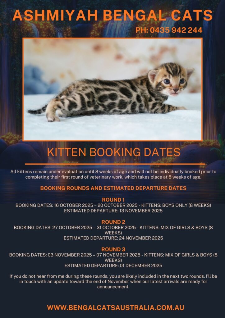 Available Bengal Kittens - 2025