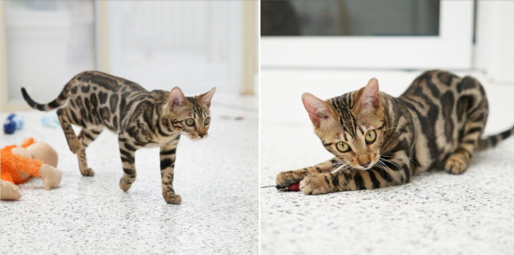 retired bengal cat - legacy - adelaide