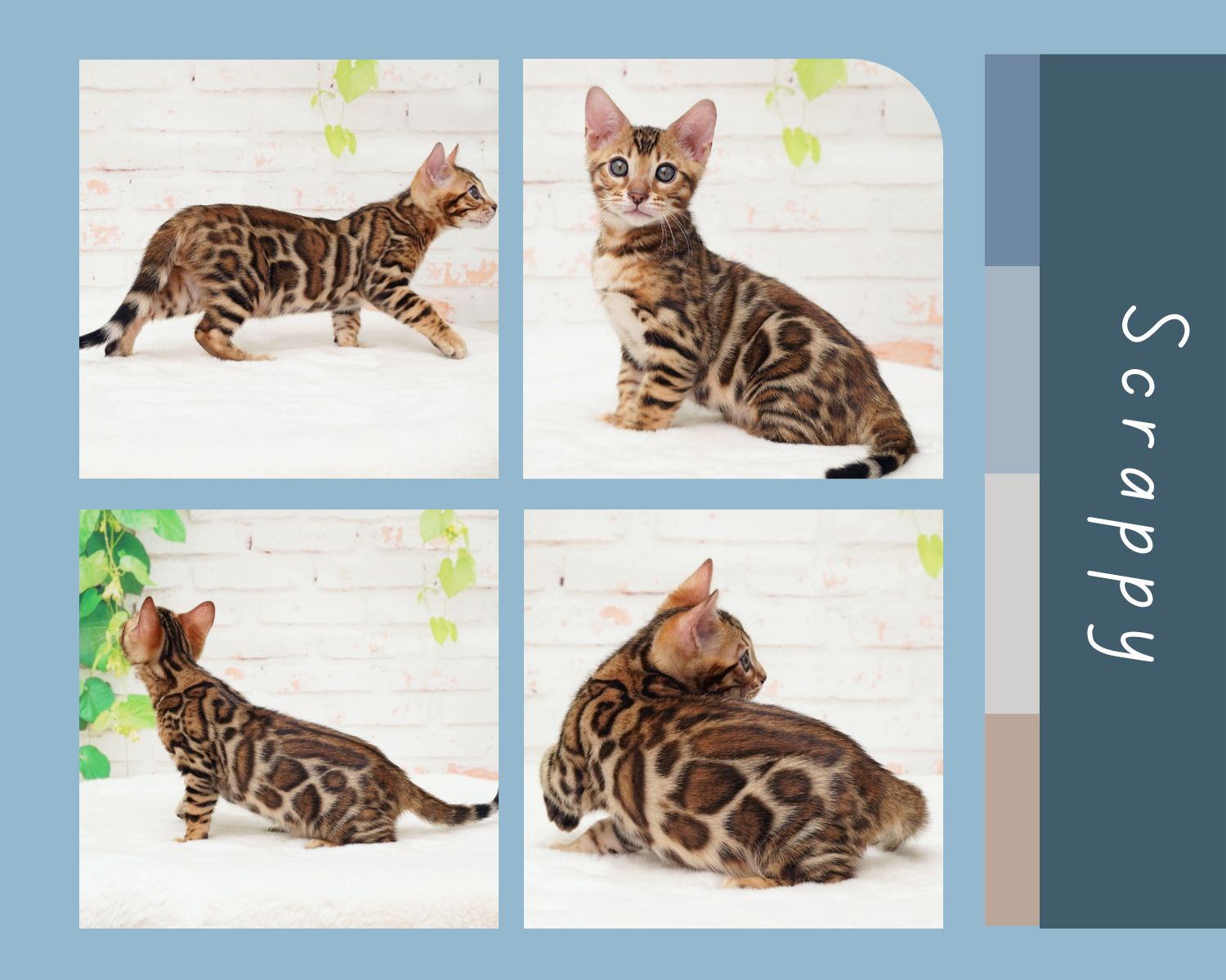 Bengal Kitten For Sale Adelaide