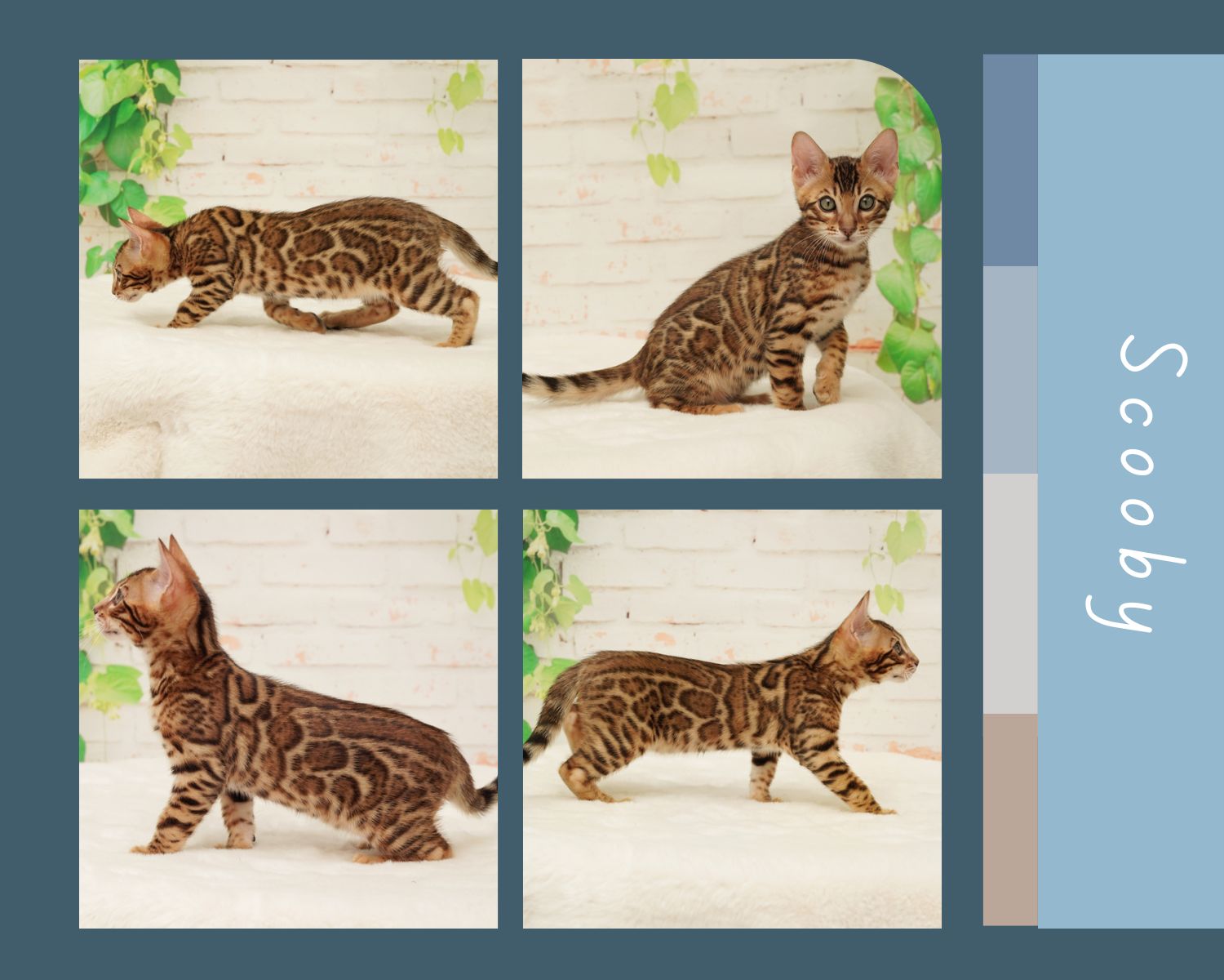 Bengal Kitten For Sale South Australia