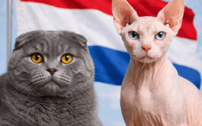 Why Scottish Fold & Sphynx Are Being Banned in the Netherlands